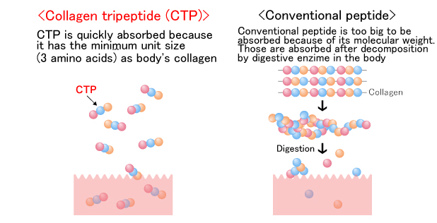 Fish Collagen Tripeptide3